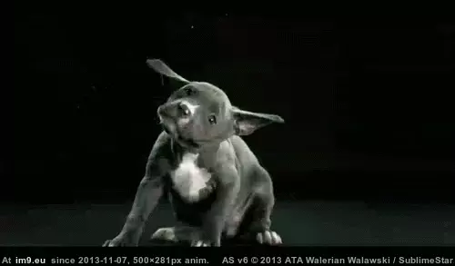  #Flopodopolous  [Aww] Flopodopolous :D GIF (Изображение из альбом My r/AWW favs))