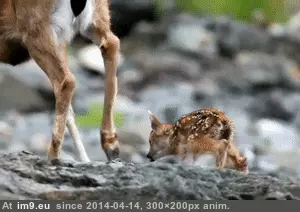 #Mama  #Rocks [Aww] Following mama up the rocks GIF (Изображение из альбом My r/AWW favs))