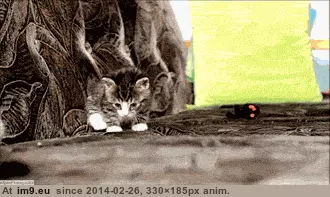 #Foot  #Nooooo [Aww] Foot, what are you doing...foot...nooooo! GIF (Obraz z album My r/AWW favs))