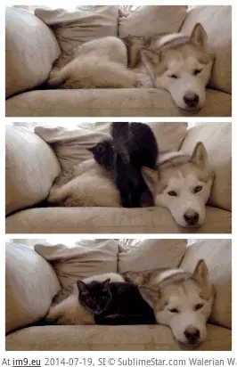  #Friends  [Aww] Friends :) GIF (Image of album My r/AWW favs))