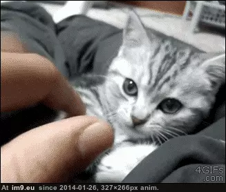 #Asleep #Ferocious #Seconds [Aww] From ferocious to asleep in 5 seconds GIF (Image de album My r/AWW favs))