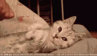 #Kitty #Posable #Fully [Aww] Fully posable kitty GIF (Imagen de album My r/AWW favs))