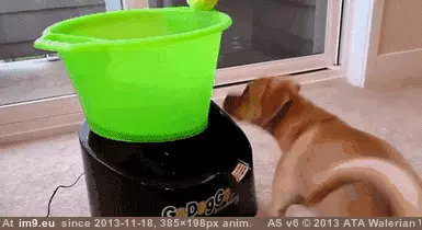  #Dog  [Aww] Go! Dog, Go! GIF (Imagen de album My r/AWW favs))