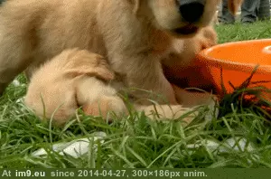#Play #Ice #Puppy #Retriever #Cubes #Siblings #Golden #Sleeps #Pile [Aww] Golden retriever puppy sleeps on a pile of ice cubes while his siblings play around him GIF (Image of album My r/AWW favs))