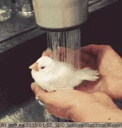 #Happy #Bird #Bath [Aww] Have you ever seen a bird so happy to have a bath? GIF (Obraz z album My r/AWW favs))