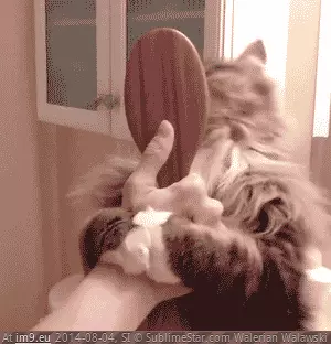 #Enjoys  #Brush [Aww] he enjoys his brush aww GIF (Imagen de album My r/AWW favs))