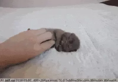  #Likes  [Aww] He likes it. GIF (Image of album My r/AWW favs))