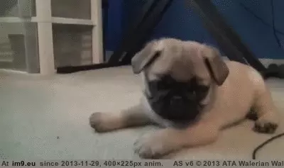 #You #Coming #For [Aww] He's coming for you! GIF (Image of album My r/AWW favs))