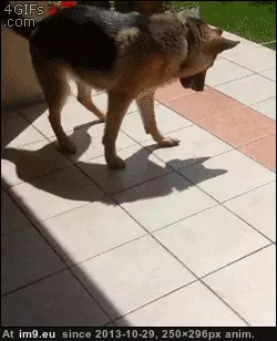 #Friend  #Shadow [Aww] Hello shadow friend! GIF (Изображение из альбом My r/AWW favs))