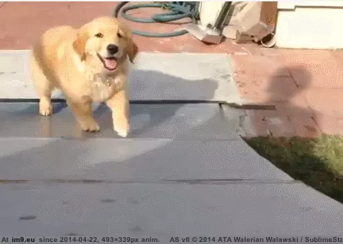  #Image  [Aww] Here I come...there I go GIF (Image de album My r/AWW favs))