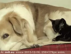 #Day #Long #Clean #Haired #Cat #Dog [Aww] Here is a gif to make your day; A cat trying to clean a long-haired dog. GIF (Image of album My r/AWW favs))