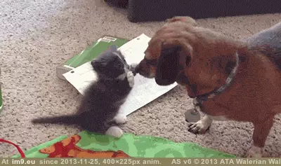 #Cute #Friend #Are #You [Aww] Hi friend! You are really cute! GIF (Image of album My r/AWW favs))