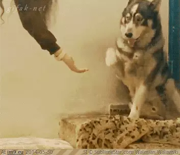  #Friend  [Aww] 'HI HI HI I want to be your friend too!' GIF (Image de album My r/AWW favs))