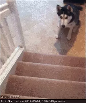  #Seek  [Aww] Hide and seek! GIF (Image of album My r/AWW favs))
