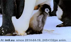  #Hooray  [Aww] Hooray! GIF (Image of album My r/AWW favs))