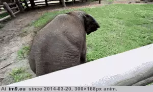#Butt #Baby #Pat #Affection #Elephant #Win [Aww] How to win a baby elephant's affection: a pat on the butt GIF (Image of album My r/AWW favs))