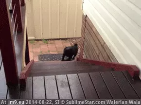  #Hup  [Aww] *hup hup hup hup* GIF (Image de album My r/AWW favs))