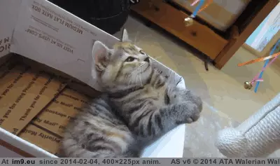 #Bell  #Hypnotized [Aww] Hypnotized by a bell GIF (Obraz z album My r/AWW favs))