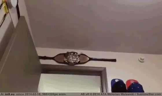  #Night  [Aww] I am the night GIF (Изображение из альбом My r/AWW favs))