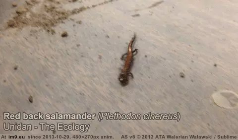 #Red #Legs #Got #Soil #Salamander #Mistakenly #Tonight #Stuck #Samples [Aww] I found this little red back salamander mistakenly got stuck in with my soil samples tonight! Look at his little legs! GIF (Imagen de album My r/AWW favs))