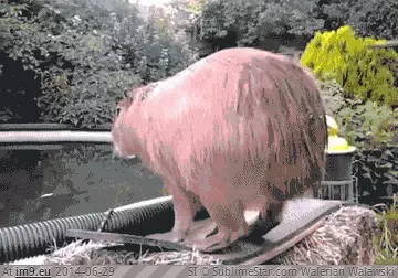  #Give  [Aww] I give it a 9.5 GIF (Obraz z album My r/AWW favs))