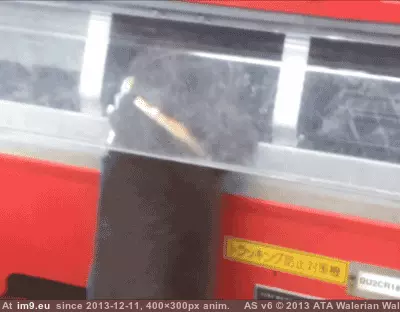 #You #Present #Got [Aww] i got you a present! GIF (Image de album My r/AWW favs))