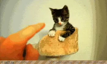  #Mess  [Aww] I'll mess you up. GIF (Bild von album My r/AWW favs))