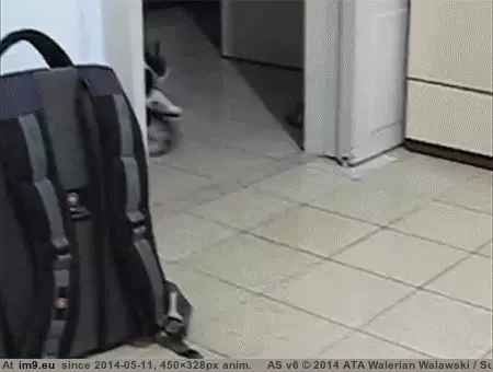 #Love #Dogs #Minute #Wait [Aww] I love dogs, they are so ... wait a minute GIF (Image of album My r/AWW favs))