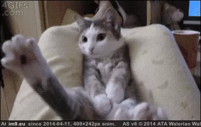  #Falling  [Aww] I'm falling! GIF (Image de album My r/AWW favs))