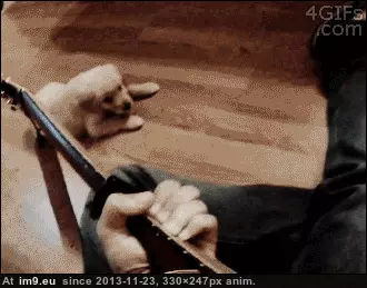 #Love #Gonna #Guitar #Play [Aww] I'm gonna play some guitar, they love guitar. GIF (Image of album My r/AWW favs))