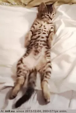 #Morning #Kitty #Person #Not [Aww] I'm not a morning person either, Kitty GIF (Image of album My r/AWW favs))