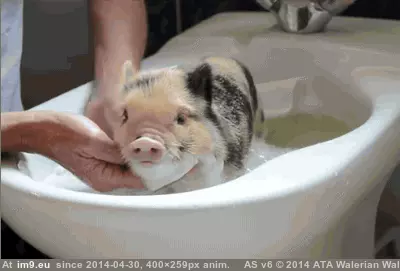 #Pig  #Cleanest [Aww] I'm the cleanest pig GIF (Image of album My r/AWW favs))