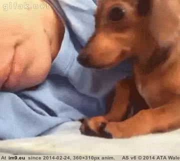  #Tired  [Aww] I'm tired too... GIF (Изображение из альбом My r/AWW favs))
