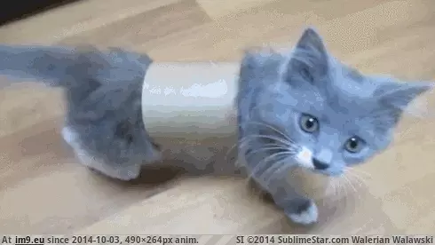 #Terrible  #Mistake [Aww] 'I've made a terrible mistake' GIF (Bild von album My r/AWW favs))