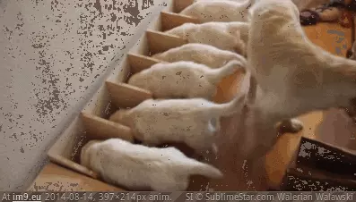  #Image  [Aww] 'I want what he's having' GIF (Image of album My r/AWW favs))