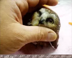 #Happy #Owl #Baby [Aww] I will never be as happy as this baby owl. GIF (Obraz z album My r/AWW favs))