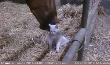 #Cuddles  #Interspecies [Aww] Interspecies Cuddles GIF (Image de album My r/AWW favs))