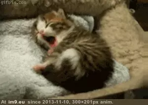 #Cute #Tired #Kitten [Aww] Just a very tired kitten being cute GIF (Image of album My r/AWW favs))