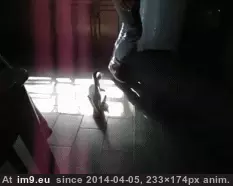  #Baby  [Aww] Just like a baby GIF (Bild von album My r/AWW favs))