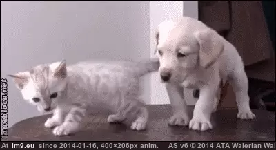 #Balance  #Restore [Aww] Just trying to restore some balance to Reddit... GIF (Bild von album My r/AWW favs))