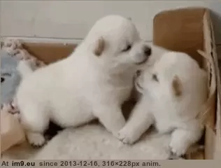  #Justpuppythings  [Aww] Justpuppythings GIF (Изображение из альбом My r/AWW favs))