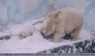  #Digging  [Aww] Keep digging, we'll be together again soon! GIF (Изображение из альбом My r/AWW favs))