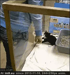 #Kitten #Adopting #Human [Aww] Kitten adopting his human! GIF (Imagen de album My r/AWW favs))