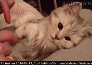 #Kitten  #Paws [Aww] Kitten paws GIF (Bild von album My r/AWW favs))