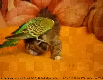 #Kitten #Parrot #Head [Aww] Kitten trying to get a parrot of its head. GIF (Obraz z album My r/AWW favs))