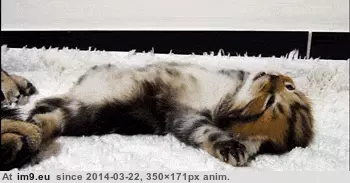 #Kitten  #Wakes [Aww] Kitten Wakes Up GIF (Obraz z album My r/AWW favs))