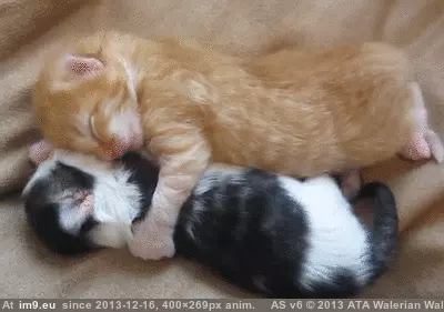 #Kittens  #Sleeping [Aww] Kittens sleeping GIF (Изображение из альбом My r/AWW favs))