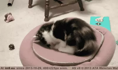 #Kitty  #Portal [Aww] Kitty Portal GIF (Image de album My r/AWW favs))