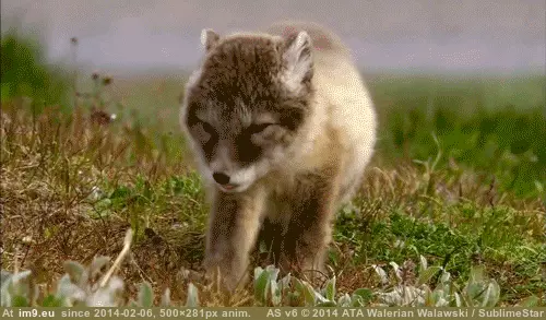 #Wolf  #Lazy [Aww] Lazy wolf. GIF (Image of album My r/AWW favs))