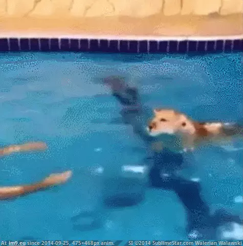 #Swim  #Learning [Aww] Learning to Swim GIF (Bild von album My r/AWW favs))